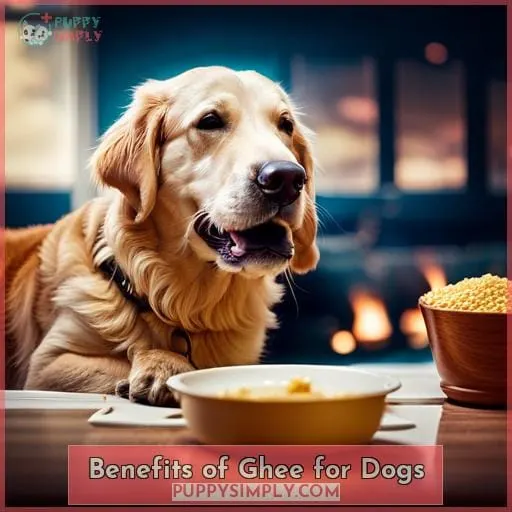 Benefits of Ghee for Dogs