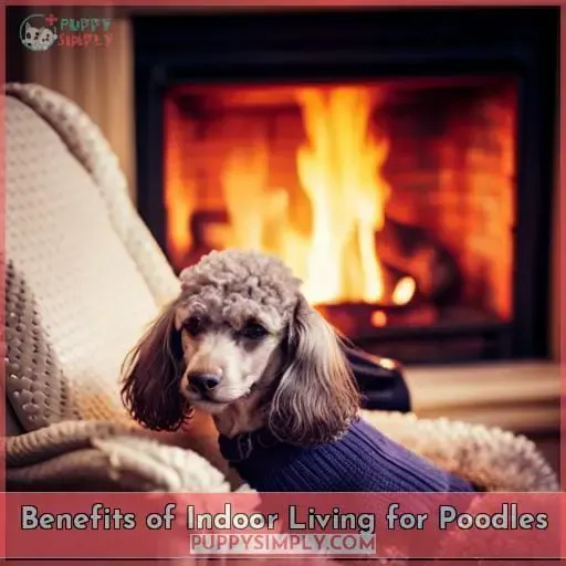 Benefits of Indoor Living for Poodles