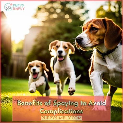 Benefits of Spaying to Avoid Complications