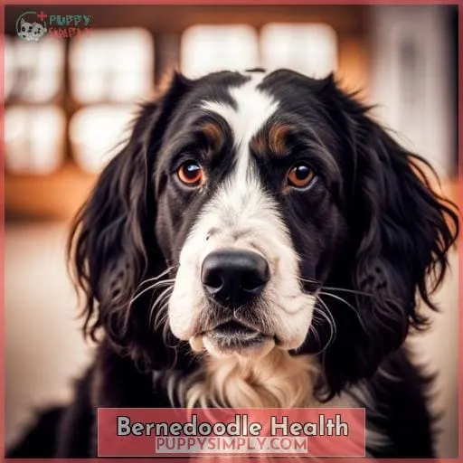 Bernedoodle Health