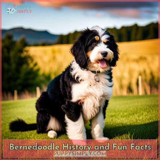 Bernedoodle History and Fun Facts