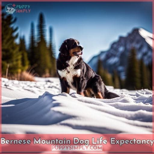 Bernese Mountain Dog Life Expectancy