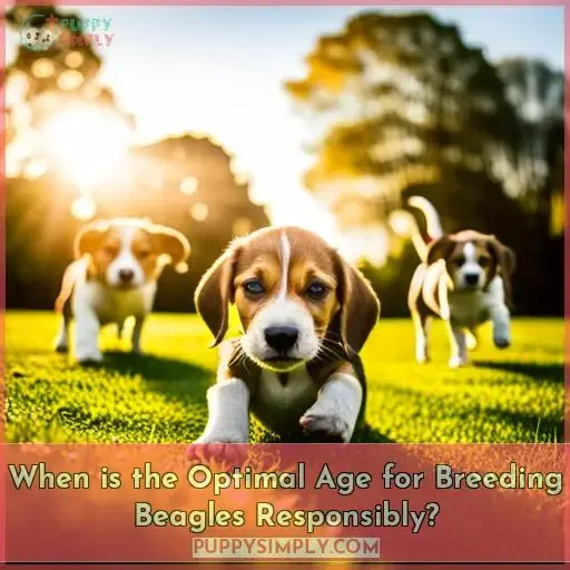 best age to breed a new beagle
