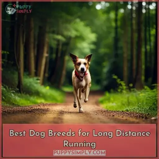 Best Dog Breeds for Long Distance Running