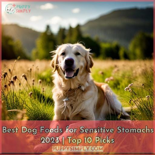 Best Dog Foods for Sensitive Stomachs Top Picks