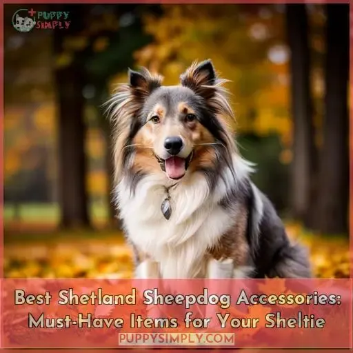 best shetland sheepdog accessories heres what your sheltie needs