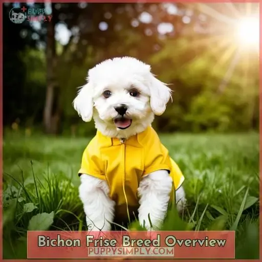 Bichon Frise Breed Overview