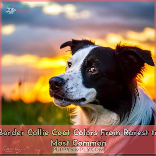 Border Collie Coat Colors From Rarest to Most Common