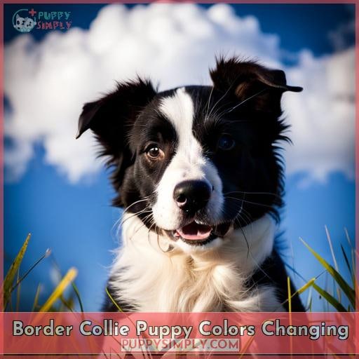 Border Collie Puppy Colors Changing