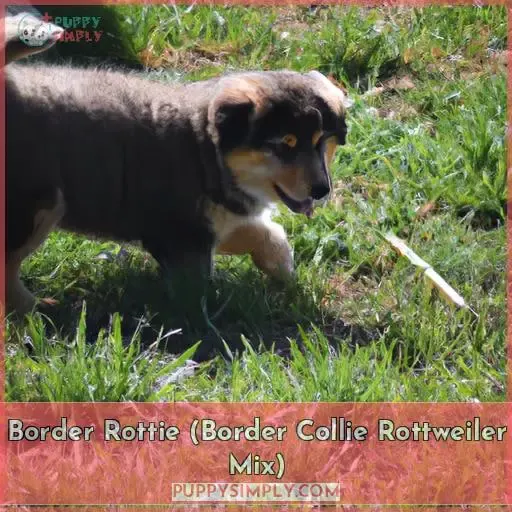 Border Rottie (Border Collie Rottweiler Mix)