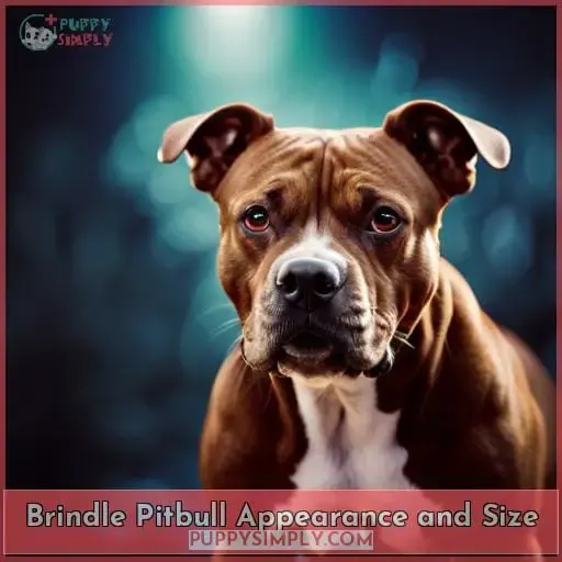 Brindle Pitbull Appearance and Size