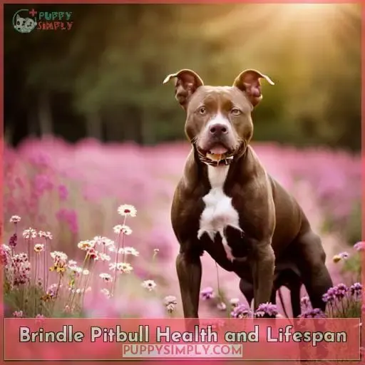 Brindle Pitbull Health and Lifespan