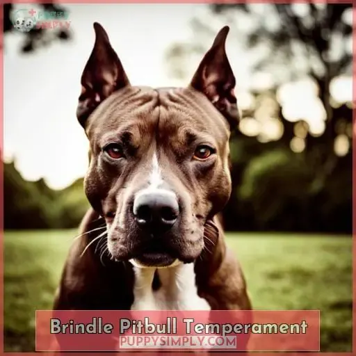 Brindle Pitbull Temperament