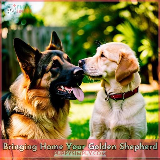 Bringing Home Your Golden Shepherd