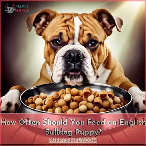 bulldogs how often can an english bulldog eat