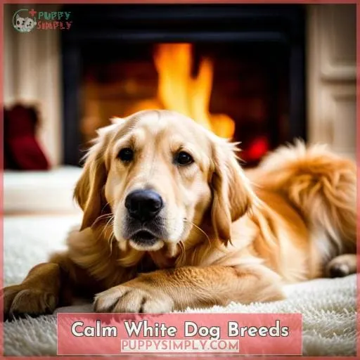 Calm White Dog Breeds