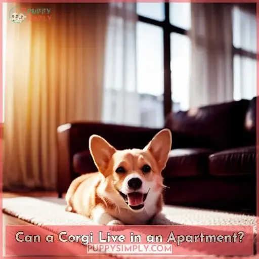 Can a Corgi Live in an Apartment