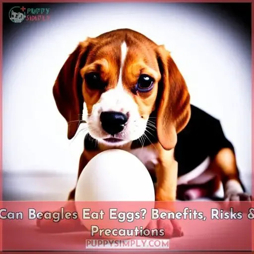 can beagles eat eggs