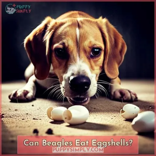 Can Beagles Eat Eggshells