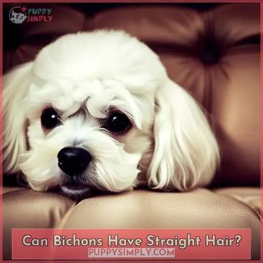 Can Bichons Have Straight Hair