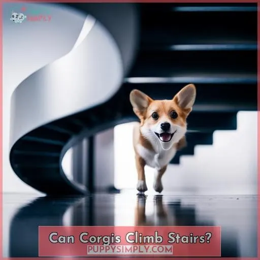 Can Corgis Climb Stairs