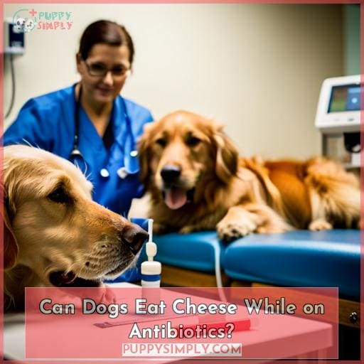 Can Dogs Eat Cheese While on Antibiotics