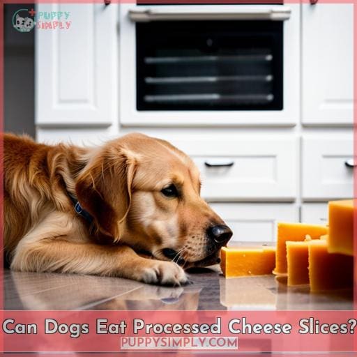 Can Dogs Eat Processed Cheese Slices