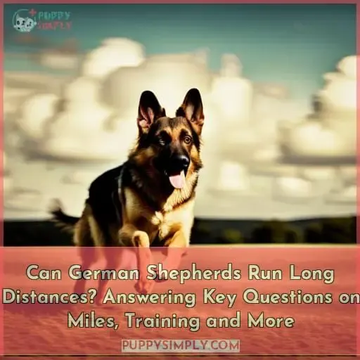 can german shepherds run long distances
