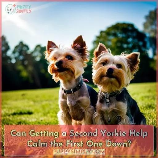 Can Getting a Second Yorkie Help Calm the First One Down