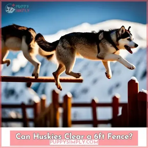 Can Huskies Clear a 6ft Fence