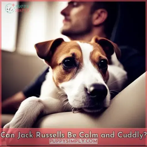Can Jack Russells Be Calm and Cuddly