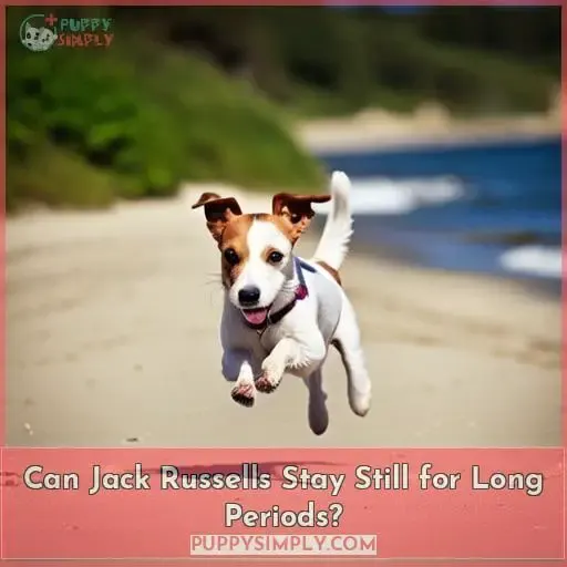 Can Jack Russells Stay Still for Long Periods