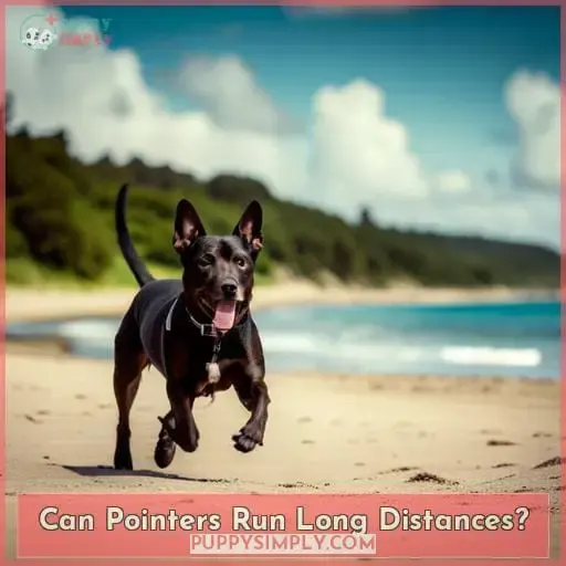 can pointers run long distances