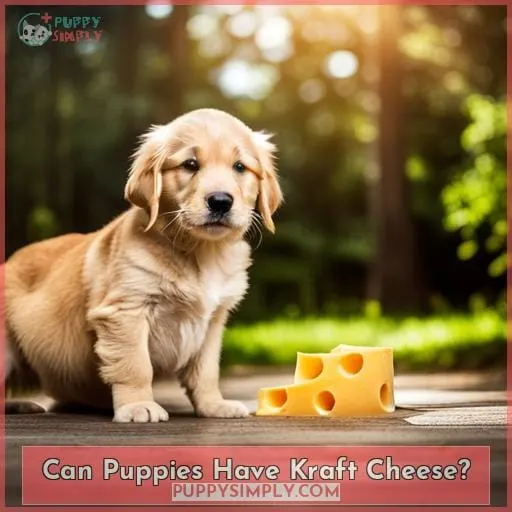 Can Puppies Have Kraft Cheese