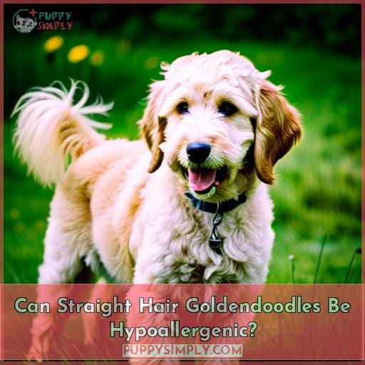 Can Straight Hair Goldendoodles Be Hypoallergenic