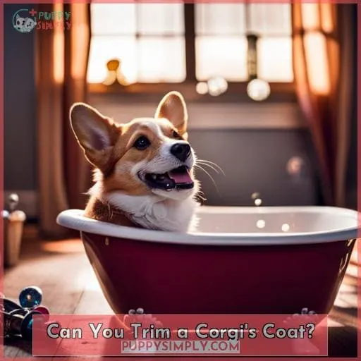 Can You Trim a Corgi