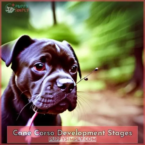 Cane Corso Development Stages