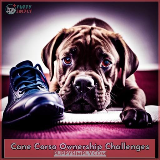 Cane Corso Ownership Challenges