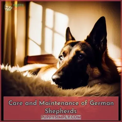 Care and Maintenance of German Shepherds