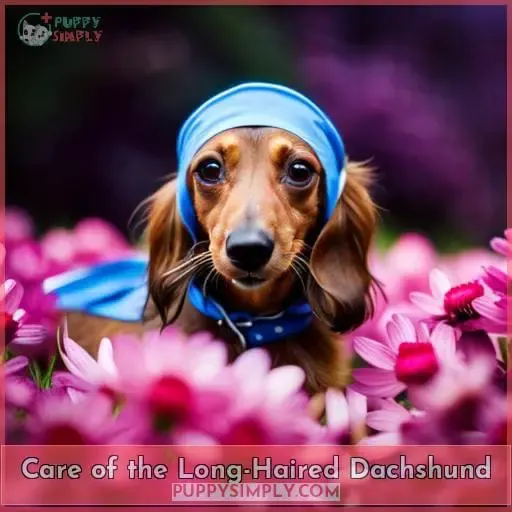 Care of the Long-Haired Dachshund