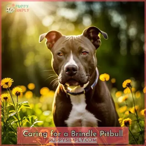 Caring for a Brindle Pitbull
