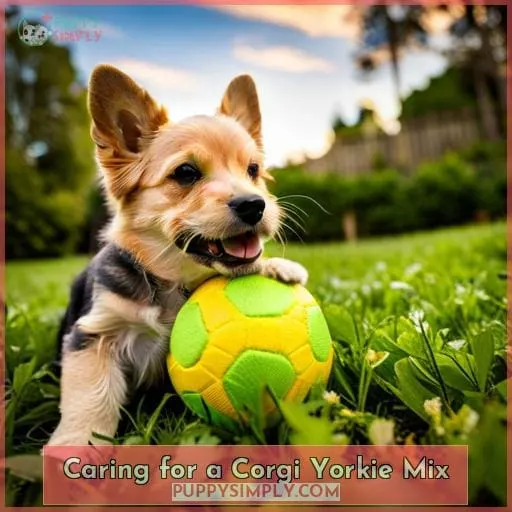 Caring for a Corgi Yorkie Mix