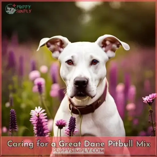 Caring for a Great Dane Pitbull Mix