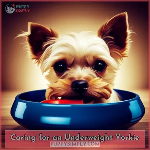 Caring for an Underweight Yorkie