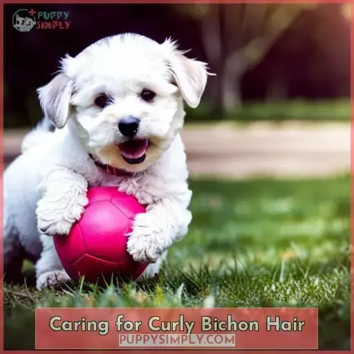 Caring for Curly Bichon Hair