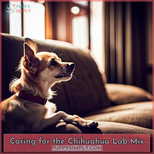 Caring for the Chihuahua Lab Mix