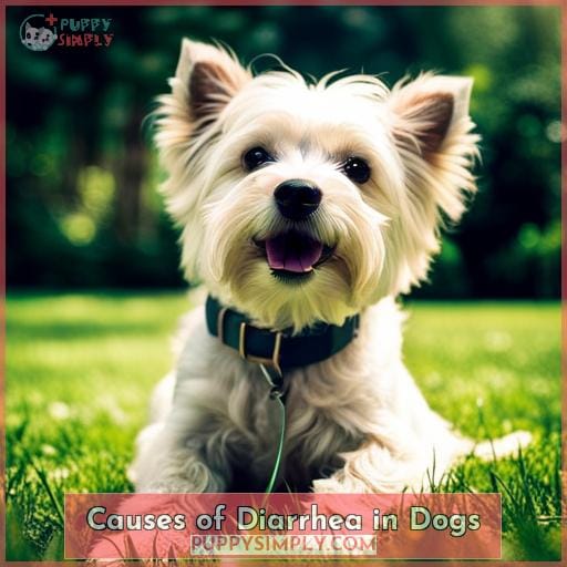 Causes of Diarrhea in Dogs