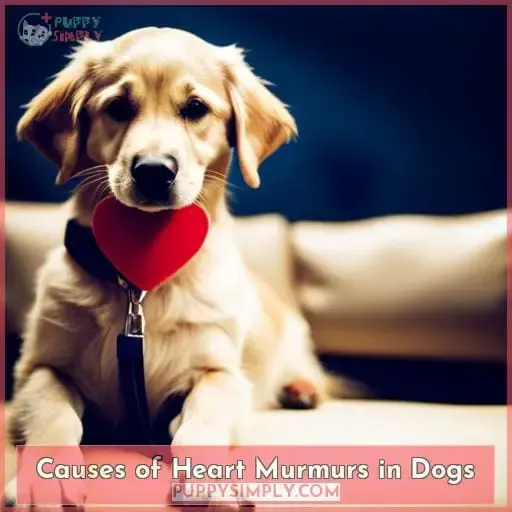 Causes of Heart Murmurs in Dogs
