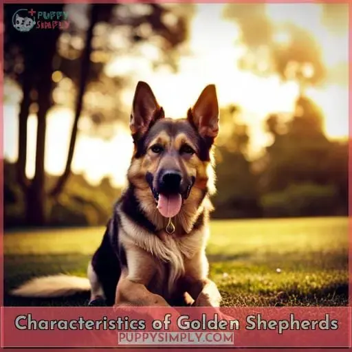 Characteristics of Golden Shepherds