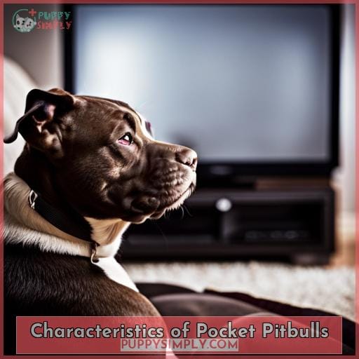 Characteristics of Pocket Pitbulls